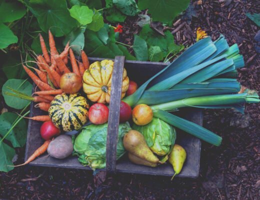fall vegetables in basket in a garden