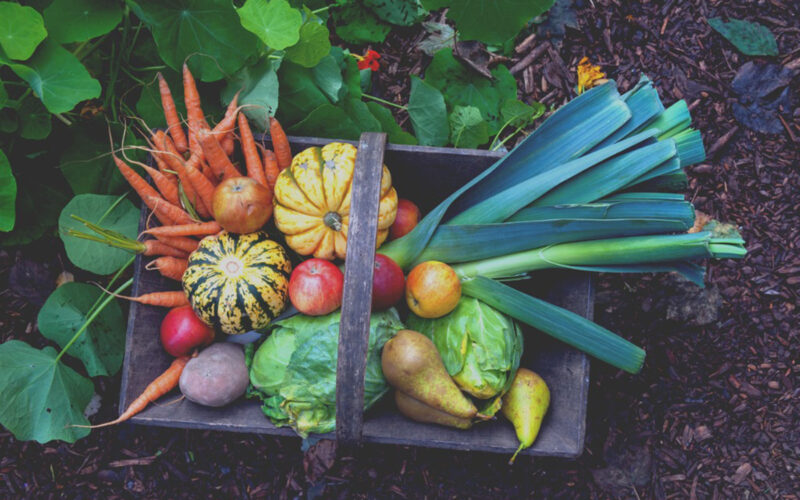 fall vegetables in basket in a garden