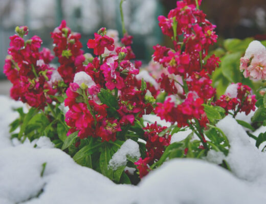 winter flowers in snow