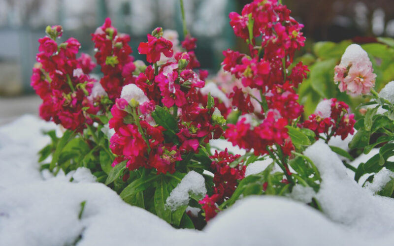 winter flowers in snow
