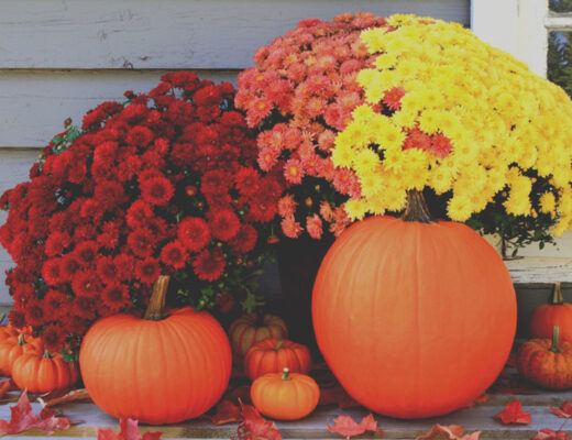 fall flowers with pumpkins