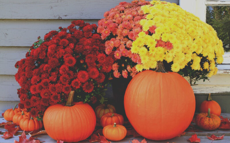 fall flowers with pumpkins