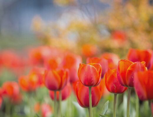 spring flowers orange tulips