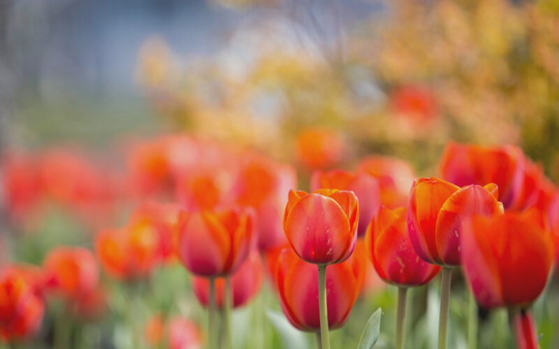 spring flowers orange tulips