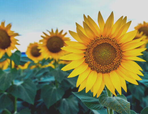 summer flowers - sunflowers