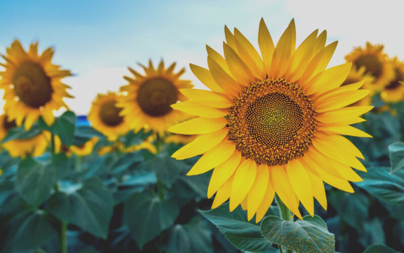 summer flowers - sunflowers