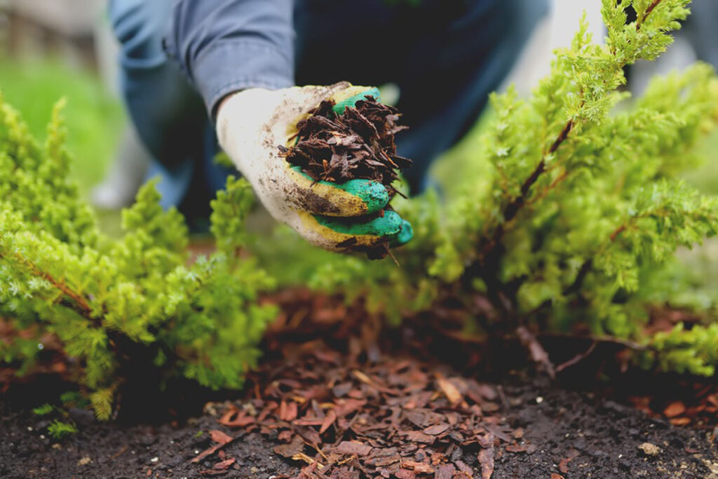 adding mulch to garden for spring