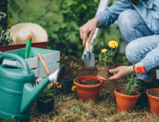 woman planting spring garden