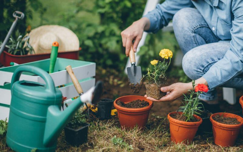 woman planting spring garden