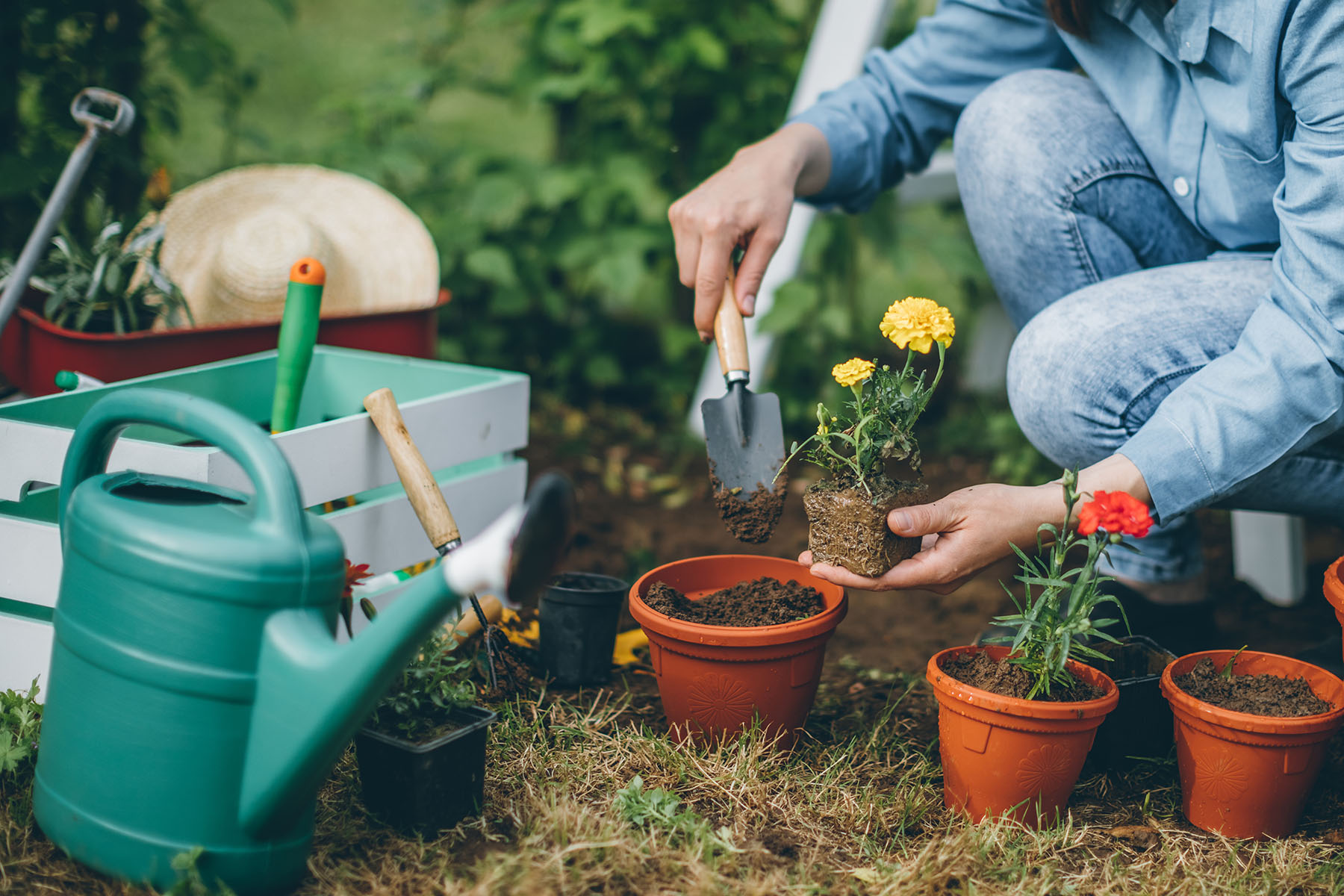 Common Gardening Challenges