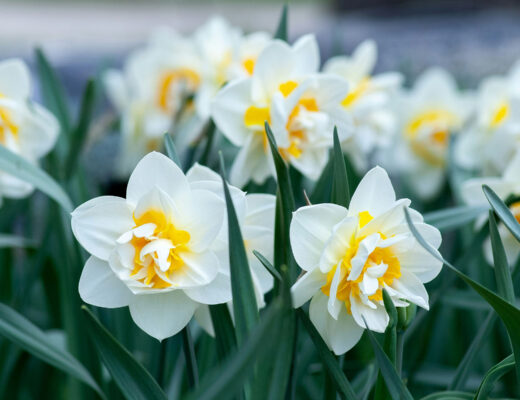 beautiful white flowers in spring garden