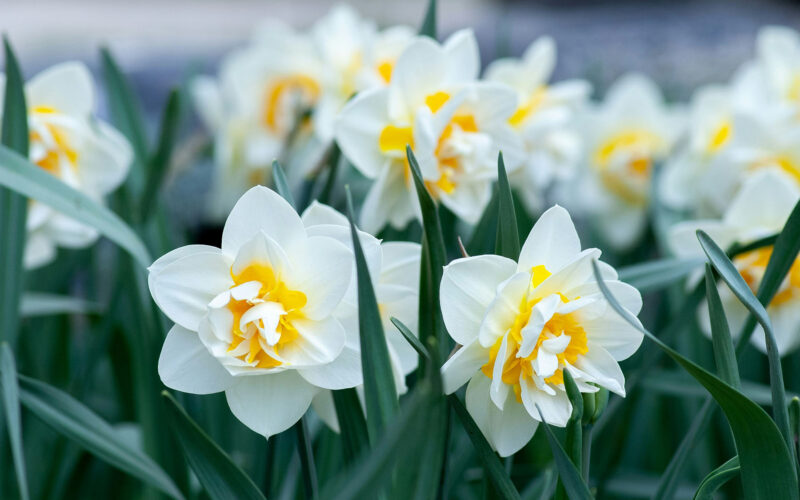beautiful white flowers in spring garden