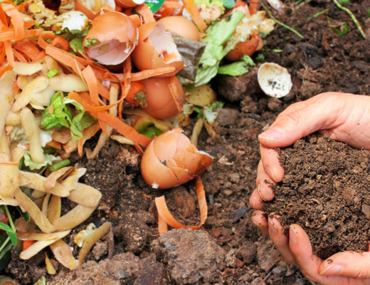 vegetables composting into soil for garden